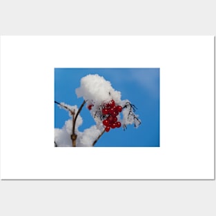 Winter Berries in Snow Posters and Art